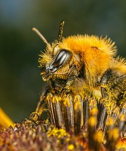 Арт.38324 Пчела