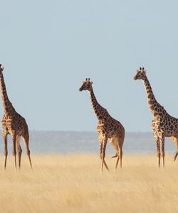 Арт.35284 Жирафы
