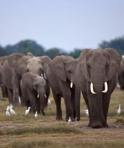Арт.36060 Слоны