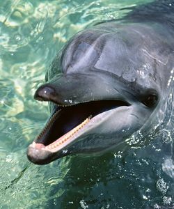 Арт.37500 Дельфин