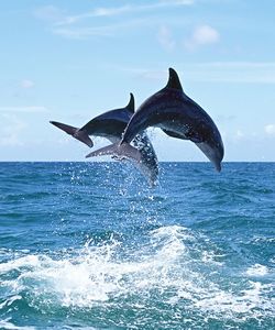 Арт.37505 Дельфины