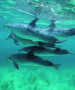 Арт.37515 Дельфины