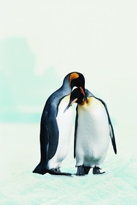 Арт.37602 Пингвины