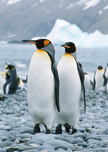Арт.37603 Пингвины