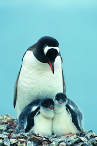 Арт.37605 Пингвины