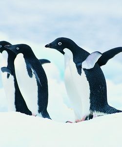Арт.37608 Пингвины