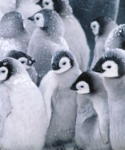 Арт.37610 Пингвины