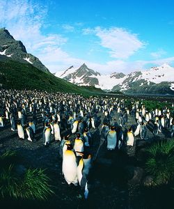 Арт.37612 Пингвины