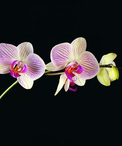 Арт.89458 Орхидеи